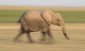 Elephant running