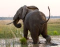 Elephant runs away. Zambia. Lower Zambezi National Park. Zambezi River. Royalty Free Stock Photo