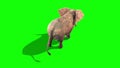 Elephant Runs Static from Above Green Screen 3D Rendering Animation