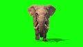 Elephant Runs Static Front Green Screen 3D Rendering Animation