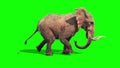 Elephant Runs Static Side Green Screen 3D Rendering Animation