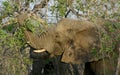 Elephant`s close-up during a safari in the Savanna