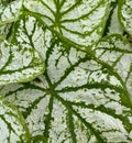 Elephant`s Ear aka Alocasia.Tropical plant features stunning foliage