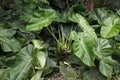 Elephant's Ear, Alocasia macrorrhiza, growing at Ek Balam ruins, Yucatan, Mexico