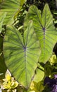 Elephant's ear (colocasia esulenta) Royalty Free Stock Photo