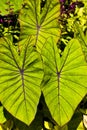 Elephant's ear (colocasia esulenta) Royalty Free Stock Photo