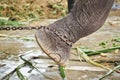 Elephant's foot tied to a chain