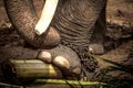 Elephant s foot tied to a chain Royalty Free Stock Photo