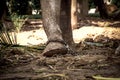 Elephant s foot tied to a chain