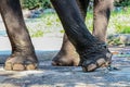 Elephant`s leg and chain on concrete floor, Elephant is tortured, Image meaning of Elephants was battered with Elephant leg tied Royalty Free Stock Photo