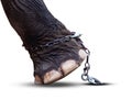 Elephant's leg and chain isolated on white background, Elephant is tortured, Image meaning of Elephants was battered with Royalty Free Stock Photo