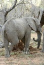 Elephant`s portrait in the savanna