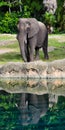 Elephant`s reflection