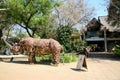 Elephant`s Walk Shopping and Artist Village in Livingstone, Zambia