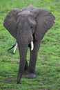 Elephant on Safari, Africa, Zambia Royalty Free Stock Photo