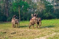Elephant Safari in Chitwan , Nepal Royalty Free Stock Photo
