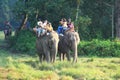 Elephant Safari in Chitwan. Royalty Free Stock Photo