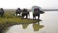 Elephant Safari at Kaziranga National Park .