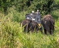 Elephant safari in the Minneriya National Park, Sigiriya,, Sri Lanka