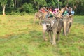 Elephant Safari. Royalty Free Stock Photo