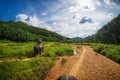 Elephant Safari in Thailand