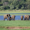 Elephant safari time in Srilanka