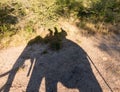 Elephant safari at Victoria Falls in Zambia