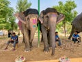 An elephant sanctuary in Rajasthan, India, where tourists can paint designs on Asian elephants. Royalty Free Stock Photo