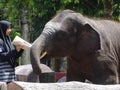 Elephant sanctuary is run by volunteers as a place for elephant breeding and treatment. Royalty Free Stock Photo