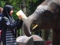 Elephant sanctuary is run by volunteers as a place for elephant breeding and treatment. Royalty Free Stock Photo