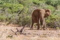 Elephant in The Savana of the Tsavo National Park, Kenya Royalty Free Stock Photo