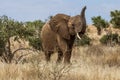 Elephant in The Savana of the Tsavo National Park, Kenya Royalty Free Stock Photo