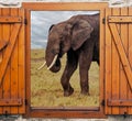 Elephant in the savanah