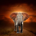 Elephant on savanna landscape background and Mount Kilimanjaro at sunset Royalty Free Stock Photo