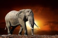 Elephant on savanna landscape background and Mount Kilimanjaro at sunset Royalty Free Stock Photo