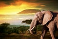 Elephant on savanna. Mount Kilimanjaro at sunset