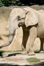 elephant savana Royalty Free Stock Photo