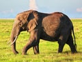 Elephant on savanna. Safari in Amboseli, Kenya, Africa