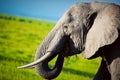 Elephant on savanna. Safari in Amboseli, Kenya, Africa