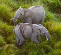 Elephant in the savanna. Shooting from hot air balloon. Africa. Kenya. Tanzania. Serengeti. Maasai Mara. Royalty Free Stock Photo