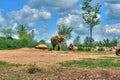 Elephant on savannah Royalty Free Stock Photo