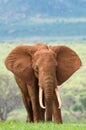 Elephant on the savannah in Kenya