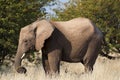 Elephant in the savannah, in Namibia