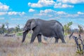elephant in the savannah in Tansania Royalty Free Stock Photo