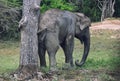 Elephant scratching scratching