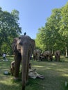 A herd of 100 elephant sculptures have taken up space in LondonÃ¢â¬â¢s Royal Parks