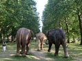 A herd of 100 elephant sculptures have taken up space in LondonÃ¢â¬â¢s Royal Parks Royalty Free Stock Photo