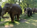 A herd of 100 elephant sculptures have taken up space in LondonÃ¢â¬â¢s Royal Parks Royalty Free Stock Photo