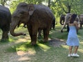 A herd of 100 elephant sculptures have taken up space in LondonÃ¢â¬â¢s Royal Parks