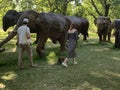 A herd of 100 elephant sculptures have taken up space in LondonÃ¢â¬â¢s Royal Parks